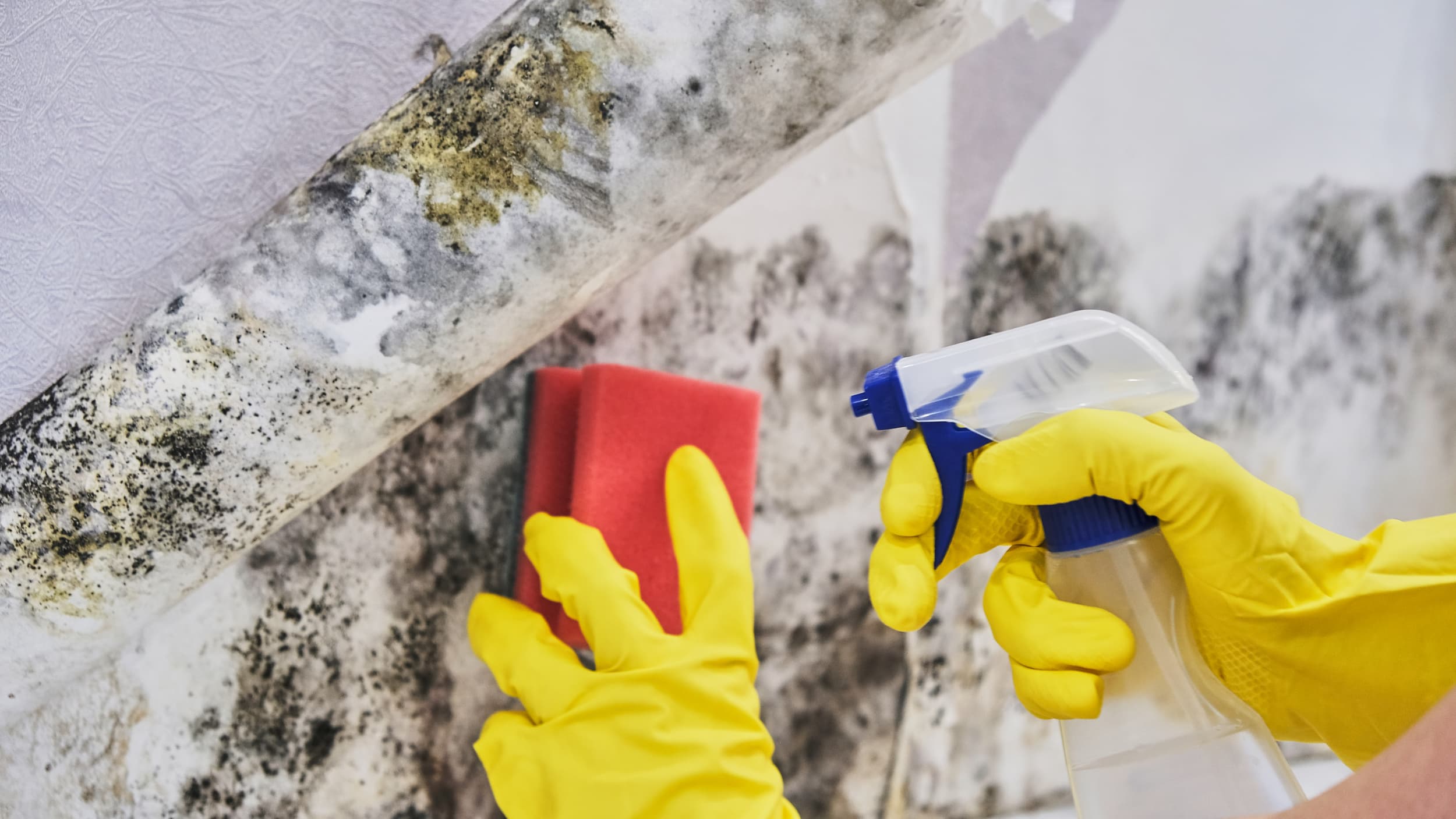 Mold Awareness Online Training