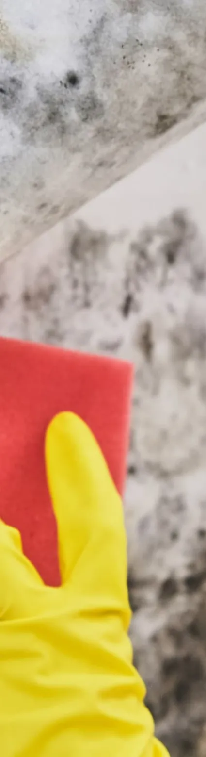 Mold Awareness Online Training